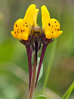 Linaria amethystea