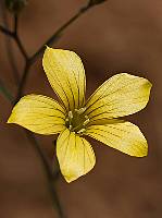 Linum setaceum