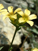 Linum strictum