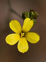 Linum trigynum