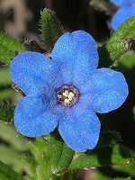 Lithodora prostrata