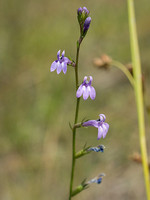 Lobelia urens