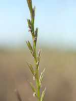 Lolium rigidum