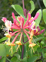 Lonicera etrusca