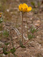 Lotus corniculatus