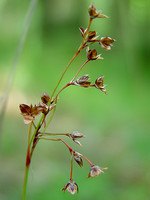 Luzula forsteri