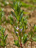 Lythrum hyssopifolia