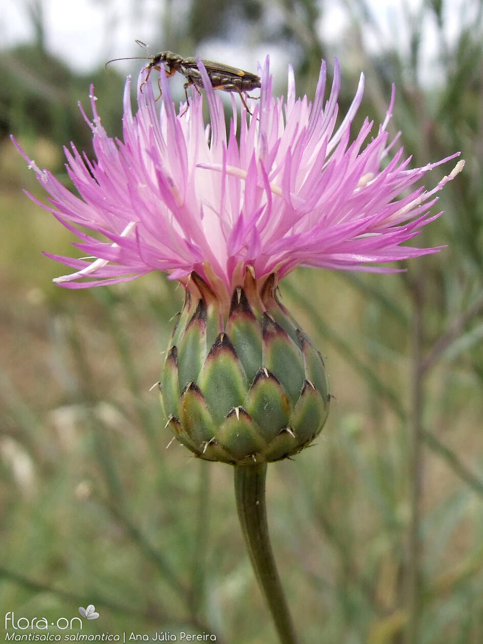 Mantisalca salmantica