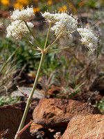 Margotia gummifera
