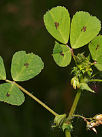 Medicago arabica