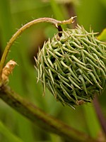 Medicago intertexta