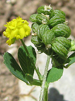 Medicago lupulina