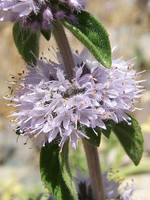Mentha pulegium