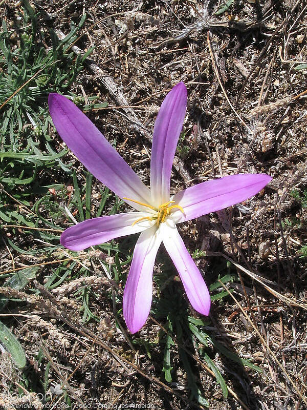 Merendera montana