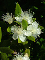 Myrtus communis