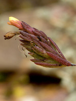 Odontitella virgata