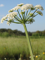 Oenanthe crocata