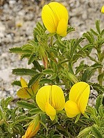 Ononis ramosissima