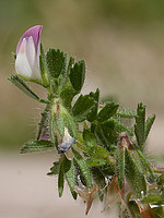 Ononis reclinata