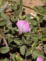 Ononis spinosa