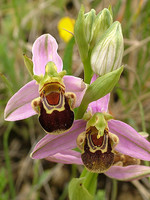 Ophrys apifera