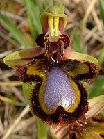 Ophrys speculum