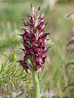 Orchis coriophora