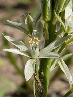 Ornithogalum narbonense