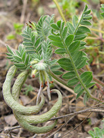 Ornithopus compressus