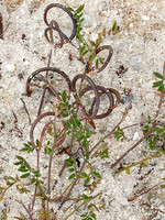 Ornithopus pinnatus
