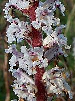 Orobanche crenata