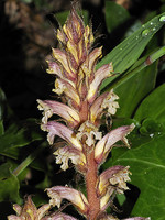 Orobanche hederae