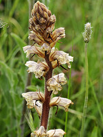 Orobanche minor