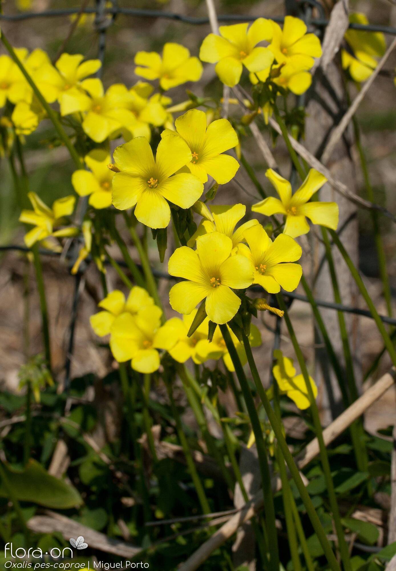 Oxalis pes-caprae