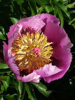 Paeonia broteri