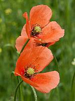 Papaver dubium