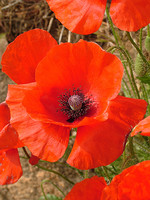 Papaver rhoeas
