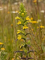 Parentucellia viscosa