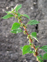 Parietaria judaica