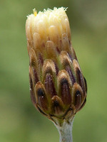 Phagnalon rupestre