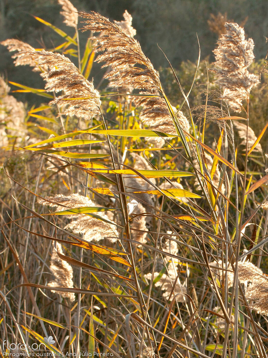 Phragmites australis