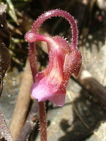 Pinguicula lusitanica