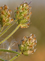 Plantago afra