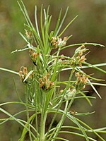 Plantago afra