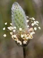 Plantago lagopus