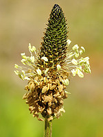 Plantago lanceolata