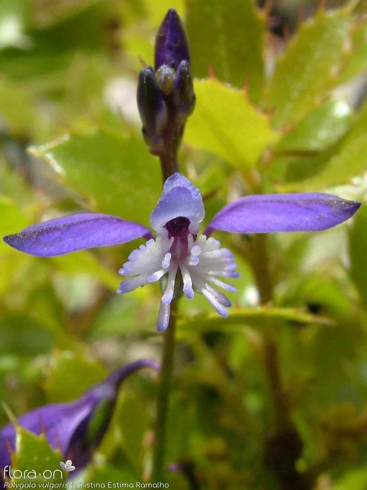 Polygala vulgaris