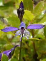 Polygala vulgaris