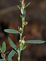 Polygonum aviculare