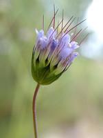 Pterocephalidium diandrum
